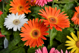 20 Pc Seeds Gerber Daisy Mixed Flower, African Daisy Seeds for Planting | RK - £13.18 GBP