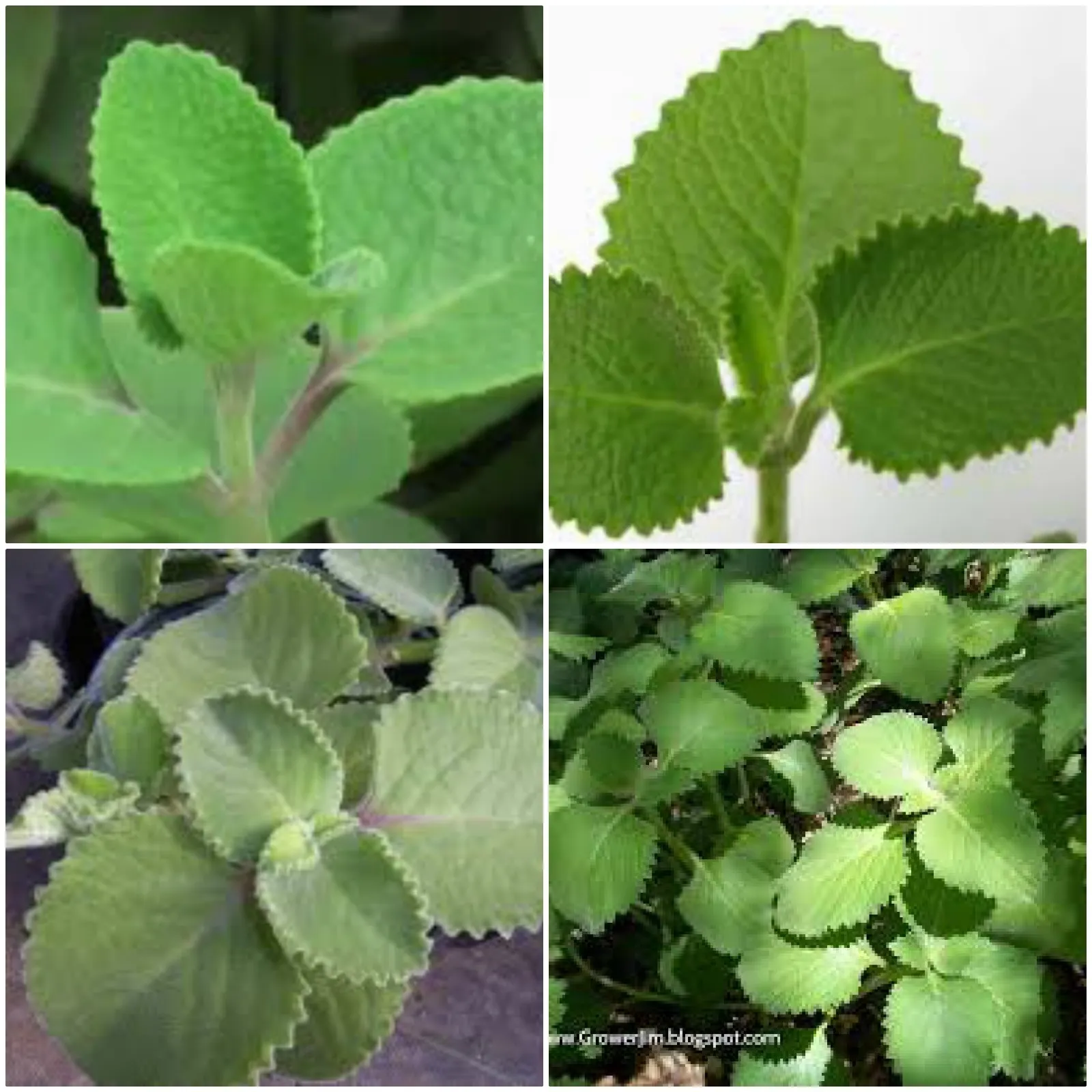 2 Cuban Oregano~Mexican Mint~Spanish Thyme~Well Rooted plant 5 to 7 Inches - $35.59 CAD