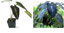 Colocasia antiquorum - Black Beauty Elephant Ear - Live Plant - GARDEN - £41.46 GBP