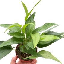 Truly Key-6' Pothos Plant in White Pot by Skeleton: Easy Care, Air Purifying - $1,707.72 MXN
