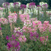100 Mix Colors Cleome Flower Seeds Non-GMO - £5.15 GBP