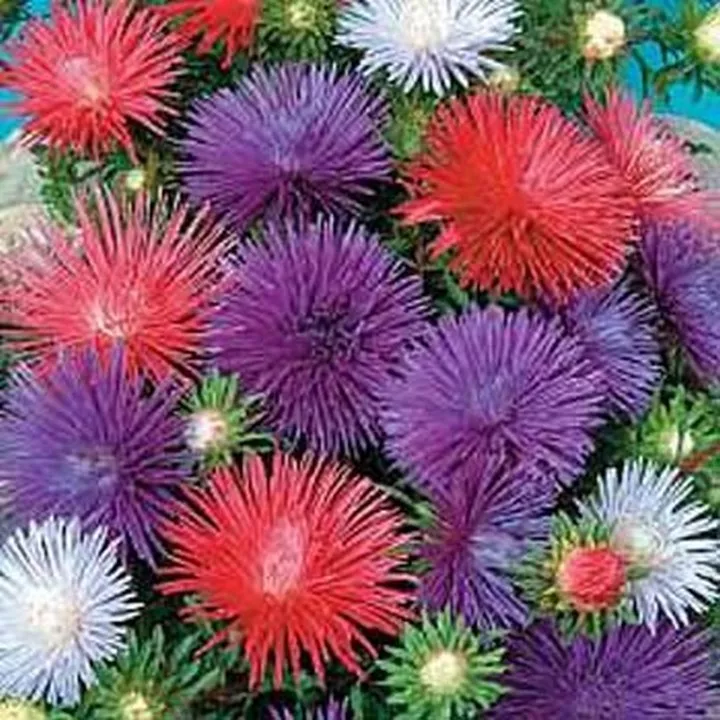 Flower Aster Seastar Mix 50 Seeds - £7.66 GBP