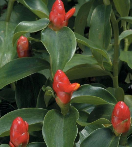 15+ Seeds Dwarf Cone Ginger house plant  garden flowers - $6.94