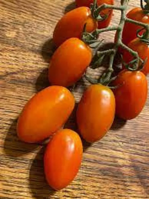 50 Seeds Napa Grape Tomato Vegetable Edible Canning Gardening Fresh USA Seller - $12.50