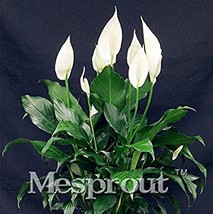 Goodidea 100 pcs/Bag,Spathiphyllum Bonsai, Potted Balcony, Planting is Simple, B - £6.81 GBP