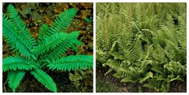 US SELLER 5 Christmas Fern rhizomes/root (Polystichum acrostichoides) - £29.34 GBP