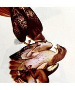 Red Tailed Hawk Bird Lithograph 1950 Audubon Antique Art Print DWP6C - $29.99