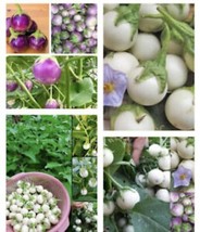 100 Organic Thai Small Mix White Purple Green Eggplant Seeds - Cà Pháo Garden Us - £11.06 GBP