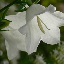 Bellflower White Flower Seeds Campanula Carpatica White 200 Seeds - £10.50 GBP