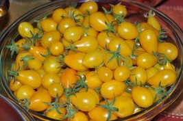 US Seller 120 Yellow Pear Tomato Seeds Heirloom Fresh - £7.43 GBP