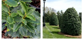 Oak Leaf Holly Garden &amp; Outdoor Living  - £33.80 GBP