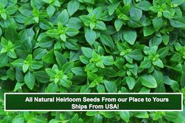 Herb Seeds -Spicy Globe Basil- 50 Seeds -Spectacular Pesto!- Indoors or Out - $3.89