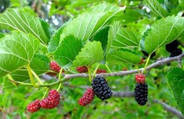 Red Mulberry Tree – Live Plant - Morus Rubra - £19.47 GBP