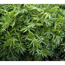 SD 50 Fernleaf Bamboo Seeds Privacy Plant Garden Clumping Shade Screen F... - $12.11