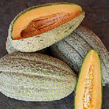 Healy&#39;s Pride Melons Seeds Gardening Easy Grow Usa Shipping - $8.48