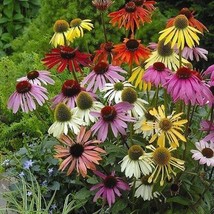 50 Lustre Mix Coneflower Echinacea Flowers Flower Perennial Seeds - £12.89 GBP