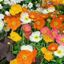 Poppy Iceland Mix Tender Blooms Spring Summer Non-Gmo 2000 Seeds - £7.83 GBP