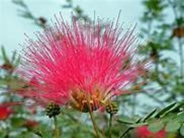 100 Seeds Albizia Julibrissin Mimosa Bonsai Persian Pink DL246CItem NO.DL246C - £9.43 GBP