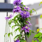 Garden Flowers Garden Clematis Seeds Plants Clematis Potted Plants 100 - $6.99