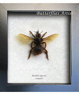Gold Tail Real Bumble Bee Species Entomology Collectible Museum Quality Display - $48.99
