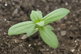 100 Seeds Mid-Sized Zinnia Pumila &quot;Cut and Come Again&quot; Flower Seeds - £11.79 GBP