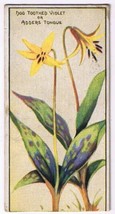 Cowan Co Toronto Card Dog Toothed Violet - Adder&#39;s Tongue Wild Flowers O... - £7.63 GBP