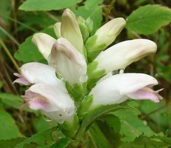 50 Chelone Glabra White Turtle Head Flower Seeds Shade Loving Perennial ... - $8.35