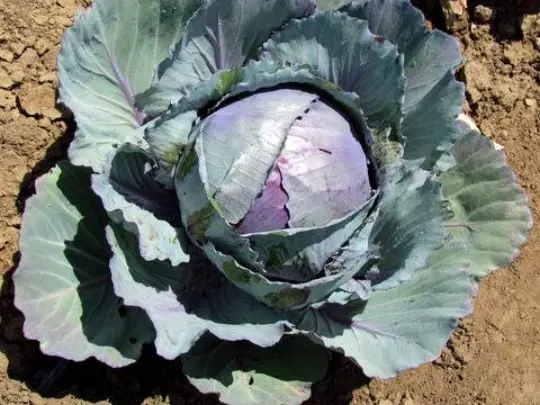 USA Seller FreshRed Acre Cabbage Crisp &amp; Fresh 50 Seeds - $12.98