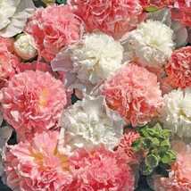 30 Seeds Bride&#39;s Bouquet Mix Double Hollyhock Alcea Rosea Perennial Flower - £13.06 GBP