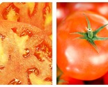 300mg Packet Tomato Seeds - Slicing - Hamson - £14.87 GBP