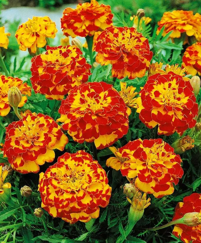 French Marigold Bolero Mix Fiery Colors Dwarf Beneficial Plant 100 Seeds... - £7.29 GBP