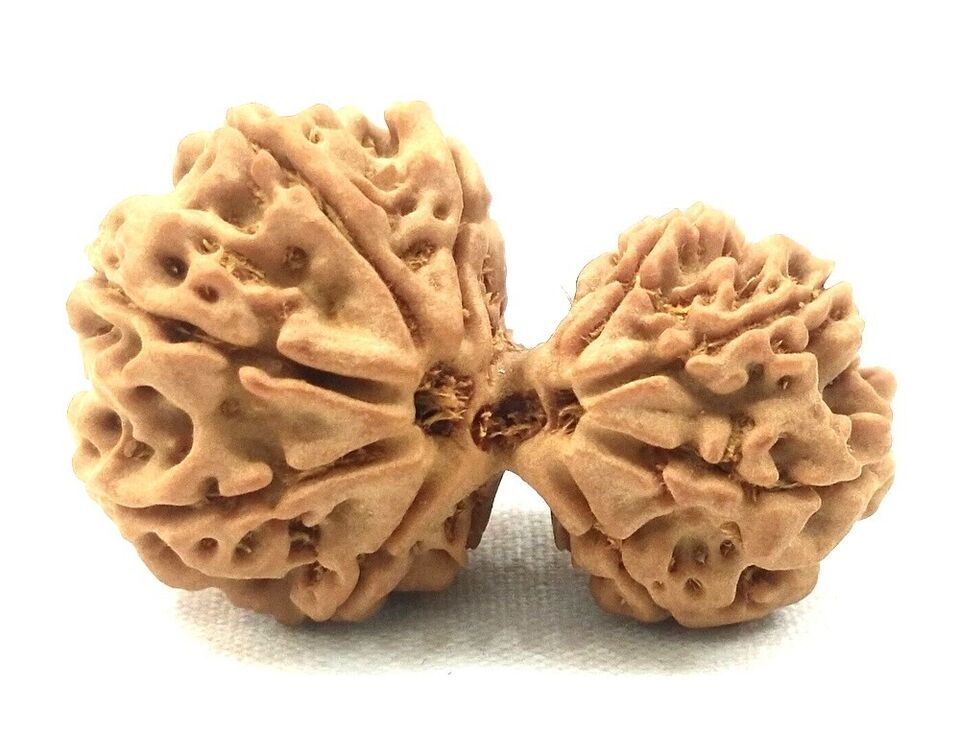 Collector Size Gauri Shankar Rudraksha - 9 Mukhi - Nepal Bead - Lab Cert... - $113.85