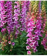 Foxglove Foxy Mix Seeds 500+ Digitalis Flower Mixed Biennial Usa  - £5.21 GBP