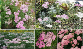 USA SELLER Pink Achilleas Yarrow Apple Blossom Over 100 Seeds Fast Shipping - $12.98