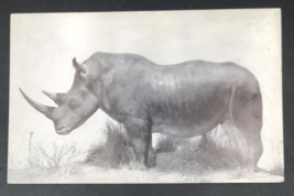 VTG 1950s White Rhinoceros Chicago Natural History Museum Field Museum Postcard - £6.78 GBP