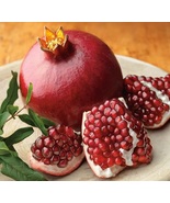 Wonderful Pomegranate 6 to 10 inches Live Starter Plant - £16.97 GBP