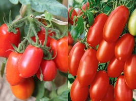 50 Ct Seeds San Marzano Tomato Determinate Vegetable Garden Heirloom - £9.33 GBP