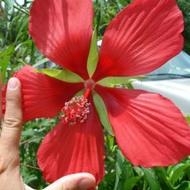 New Fresh Seeds 10 Giant Red Star Hibiscus Flower Seeds - £8.48 GBP