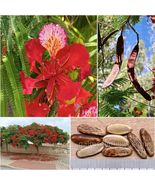 Delonix Regia Seeds 100 Und Royal Poinciana Flamboyant Tree Red Flower - $14.00