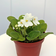 4” pot African Violets shade of White, Saintpaulia, blooming plants - £39.93 GBP