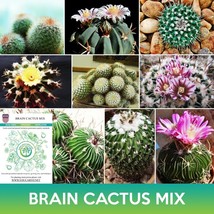 MBK Bug Out Bag Seed Kit 105 Varieties Of Survival Seeds Herbs And  Easy... - $164.50
