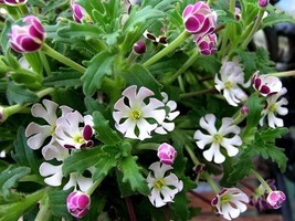 A Pack New Night Blooming Phlox, 100 SEEDS D - $12.35