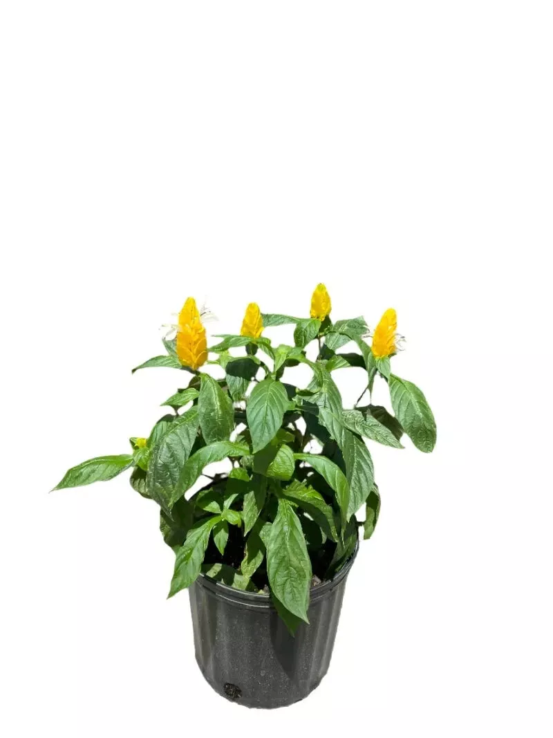 Shrimp Plant Yellow 4 inches Lollypops Golden Candles Golden Shrimp Live Plant - £18.67 GBP