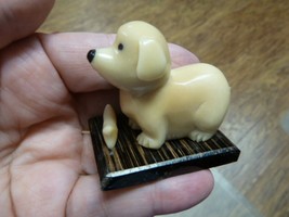 (tn-dog-608) baby DOG puppy TAGUA NUT Figurine Carving Vegetable love do... - $15.42