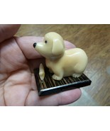 (tn-dog-608) baby DOG puppy TAGUA NUT Figurine Carving Vegetable love do... - €13,05 EUR