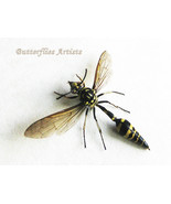 Wasp Potter Phimenes Flavopictus Framed Entomology Collectible Shadowbox - $80.68 CAD