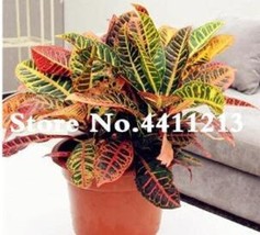 100Seeds Codiaeum Variegatum Seeds Rose Red Yellow Green Colors Gardening USA SE - $13.60