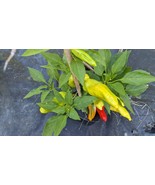 SEED- Ponky Peppers Spicy Jane- Trailing Basket Type Plant- Compact Sized - $3.61+
