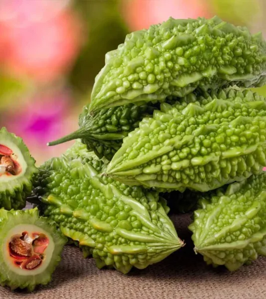 Indian Bitter Melon Momordica Charantia Bitter Gourd 10 Seeds 2023 Usa Garden Fr - $11.98