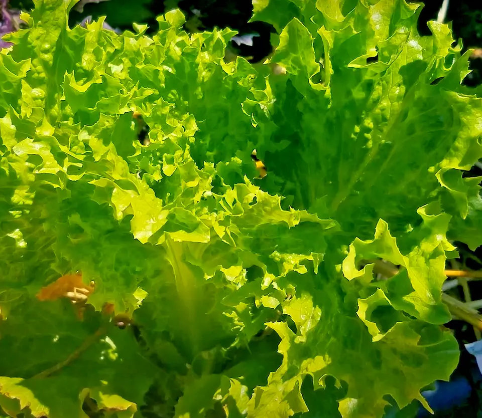 BStore 100 Seeds Lettuce Buttercrunch Salads Vegetable Garden - £7.37 GBP